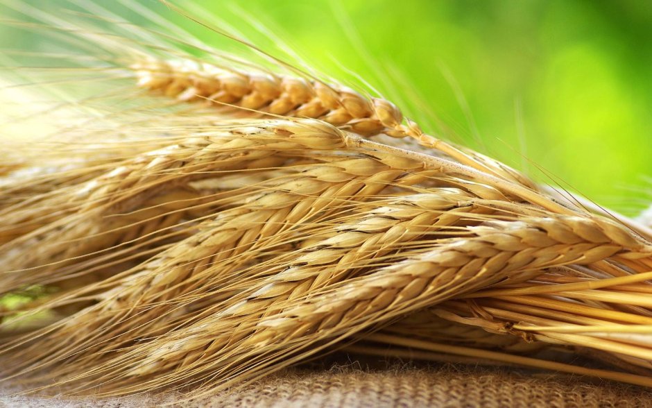 Злаковые пшеница и рожь