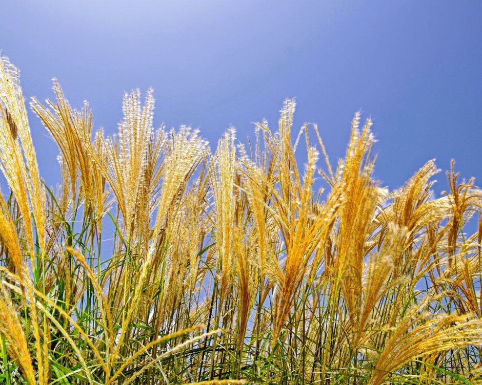 Сноп ветвистой пшеницы