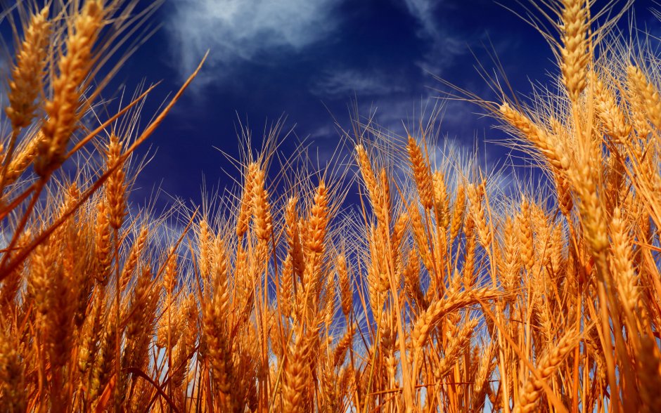 Баграт пшеница