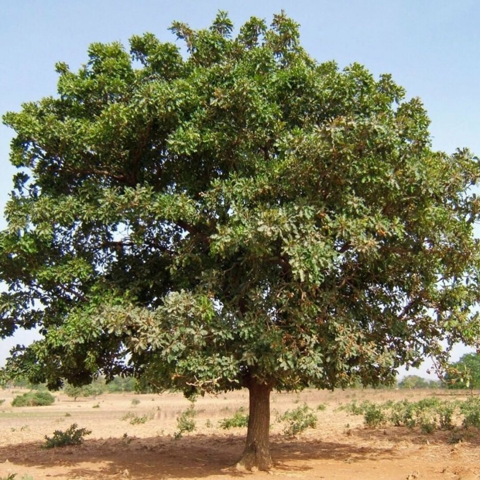 Дерево ши карите