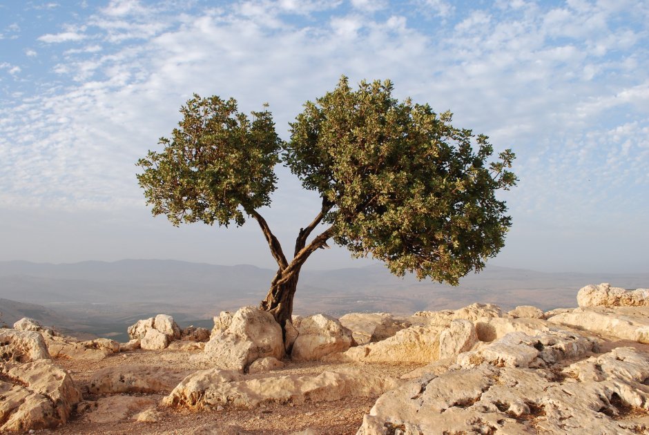 Маслина масличное дерево в Израиле