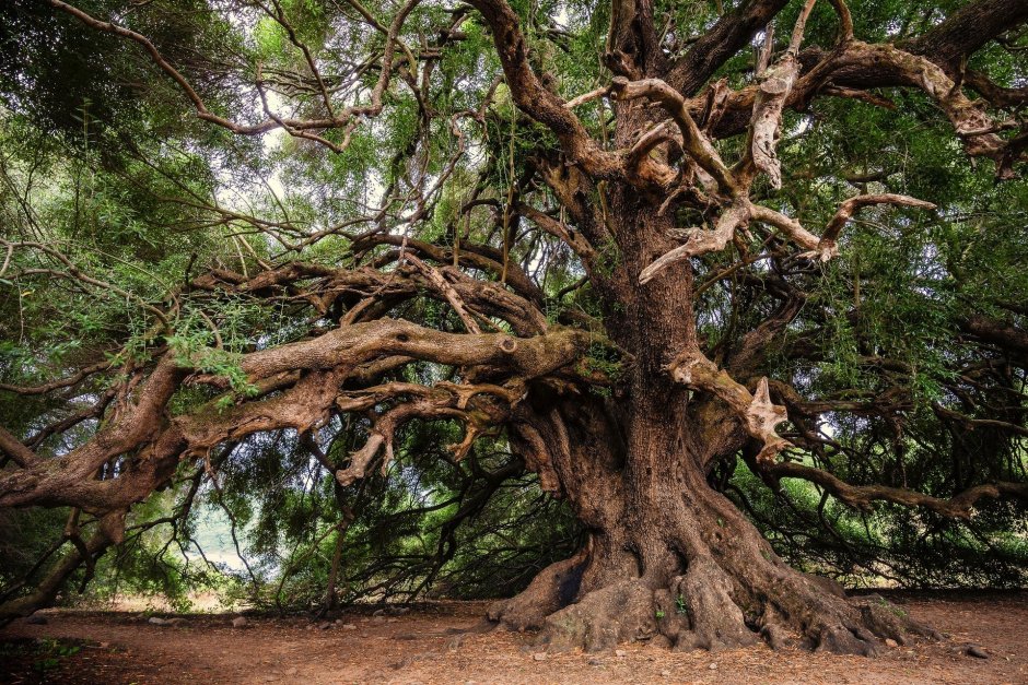 Румскулла - старейший дуб Швеции.