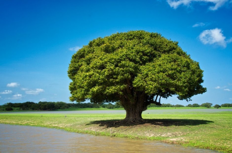 Дерево Кумье