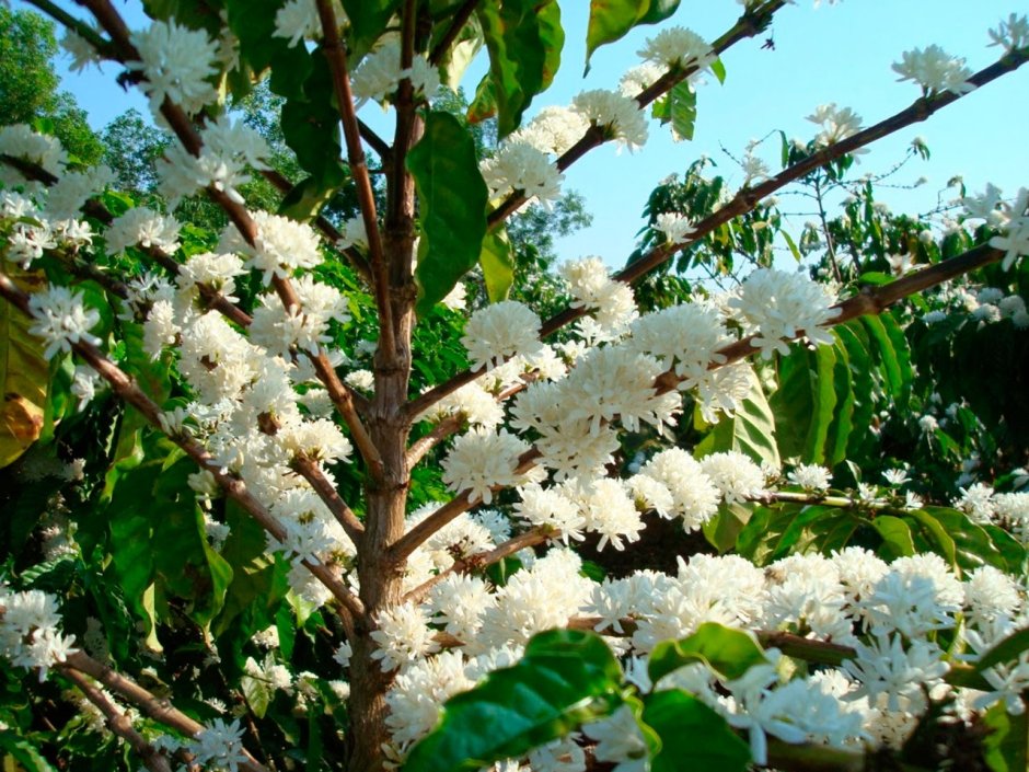 Цветение кофейного дерева