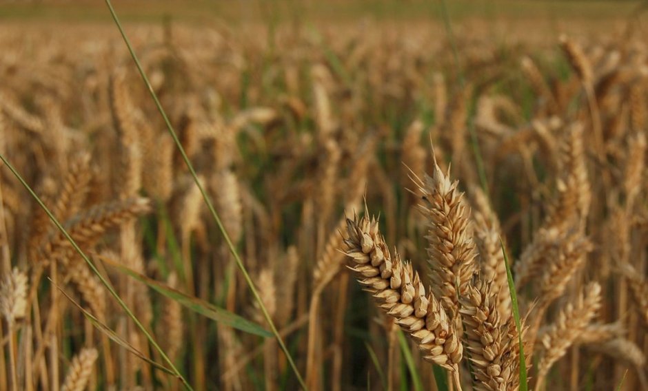 Сорт озимой пшеницы Безостая 100