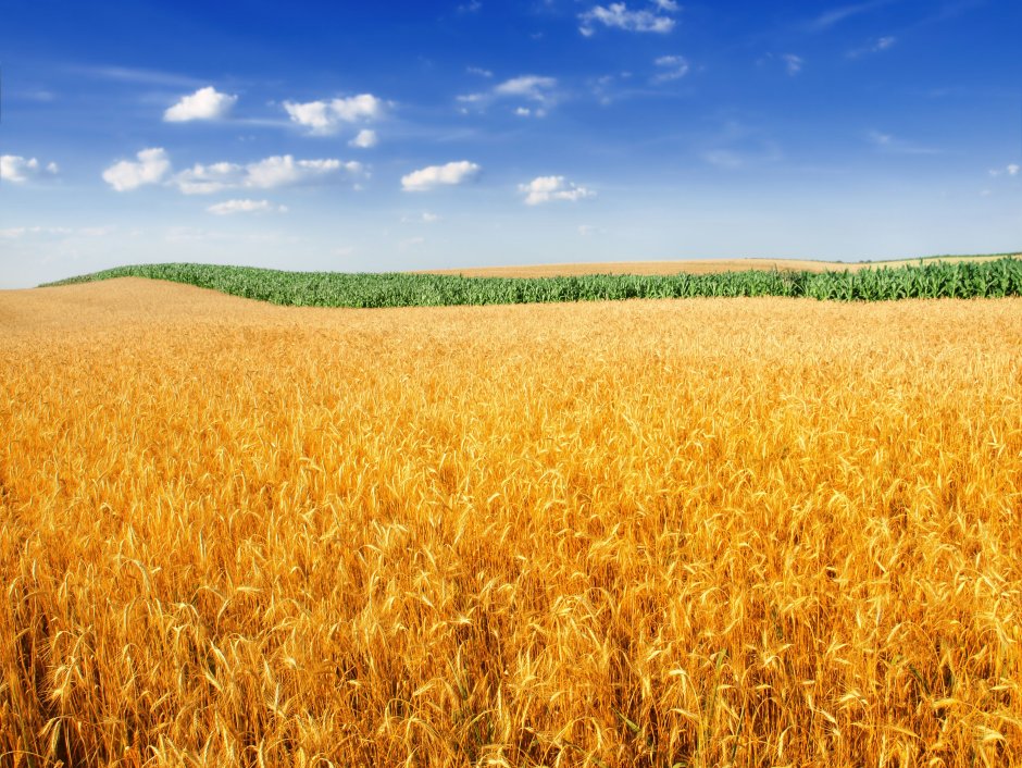 Штульц пшеничное поле