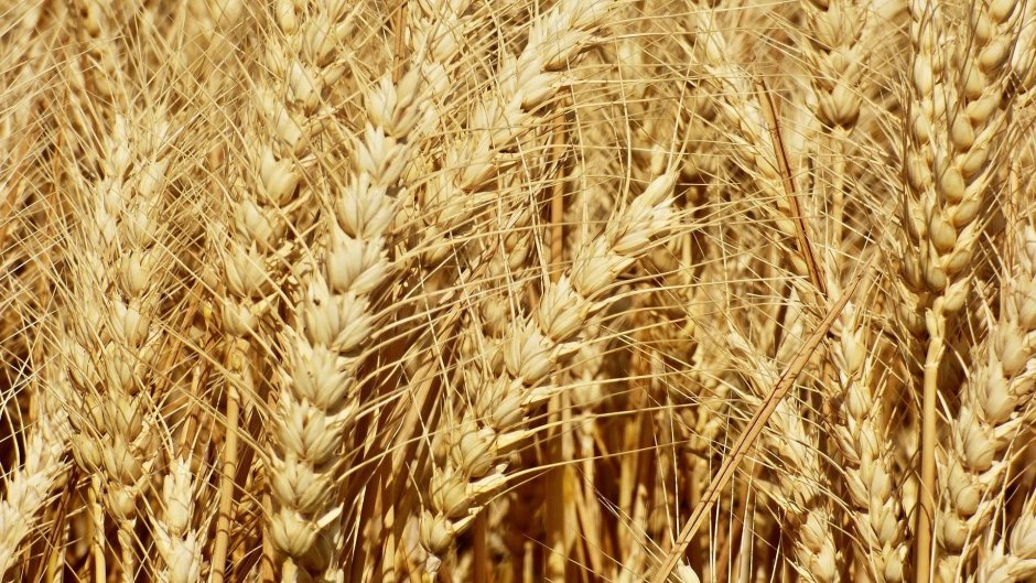 Базис озимая пшеница