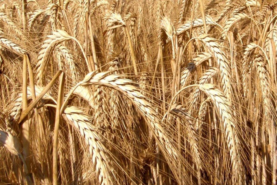 Пшеница рожь тритикале