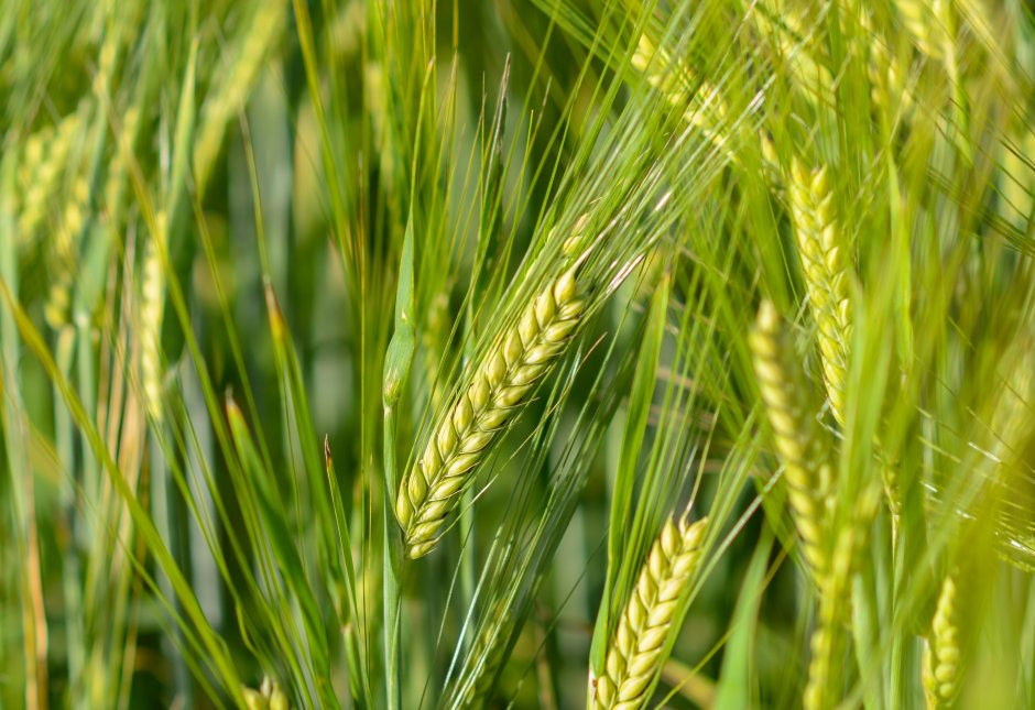Колошение озимой пшеницы