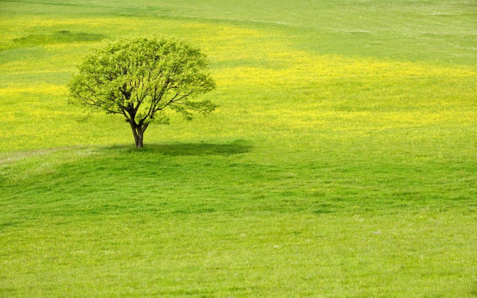 Фон зеленый луг с деревьями