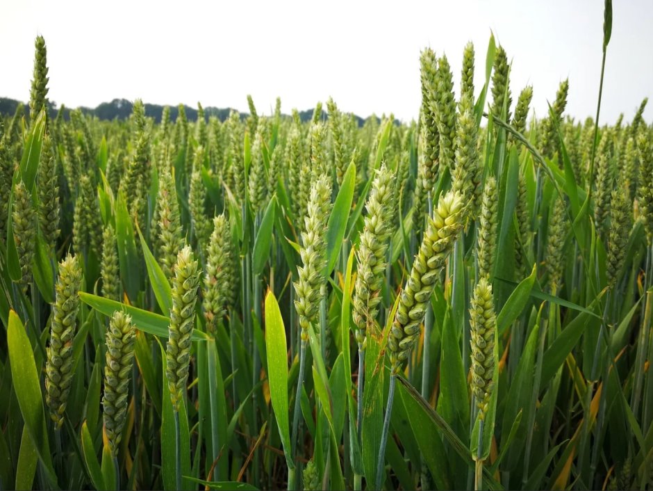 Озимая твердая пшеница Кириченко