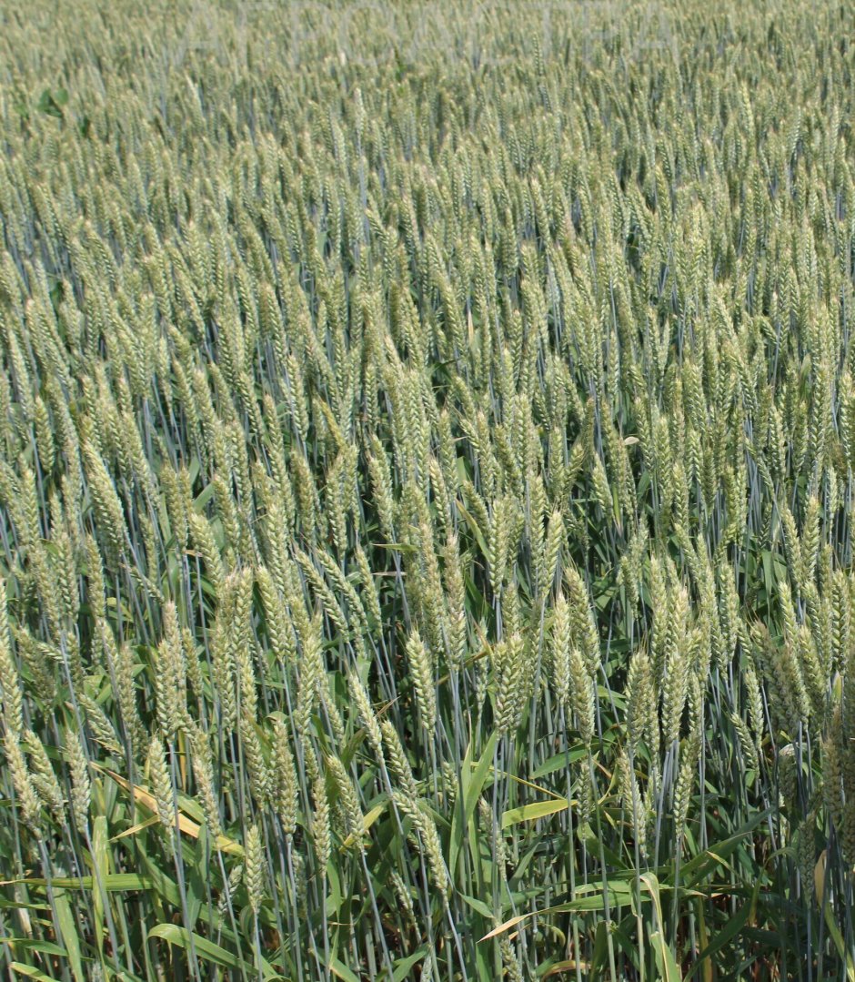 Озимая пшеница сорт Астарта