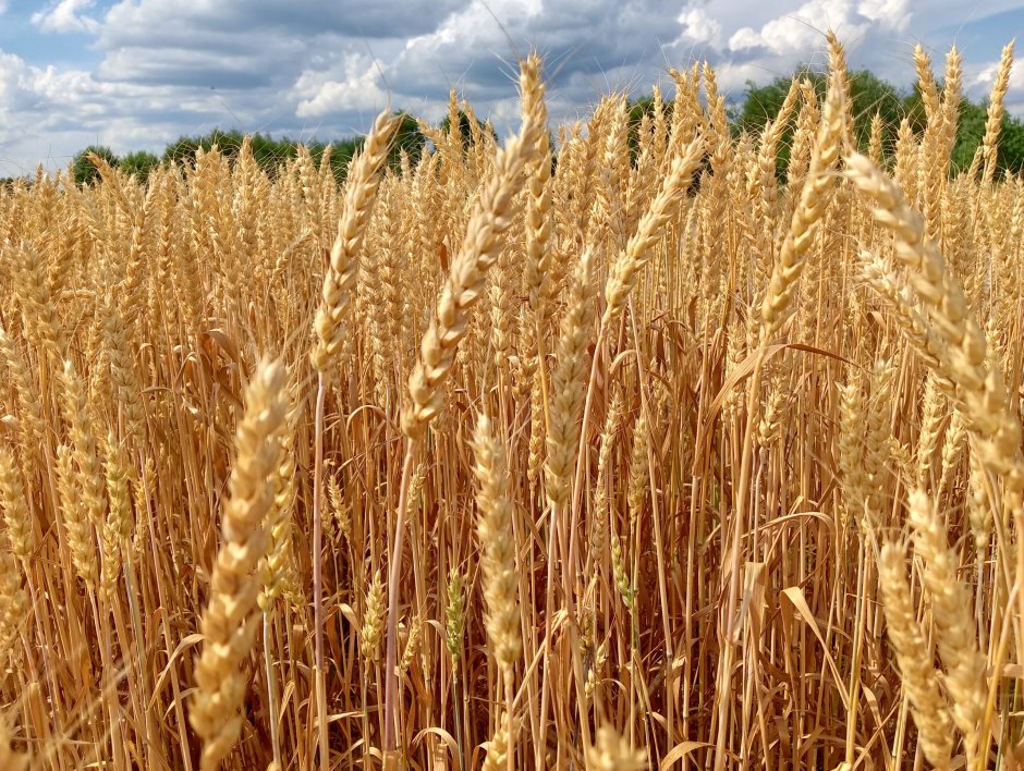 Пшеница сорт Иргина