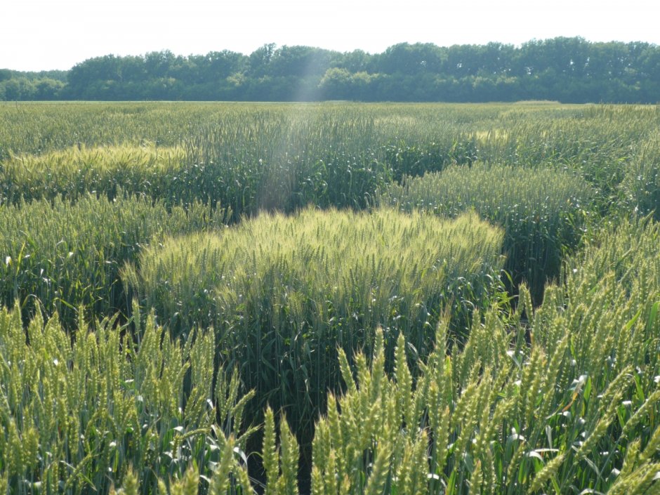 Наблюдение пшеница