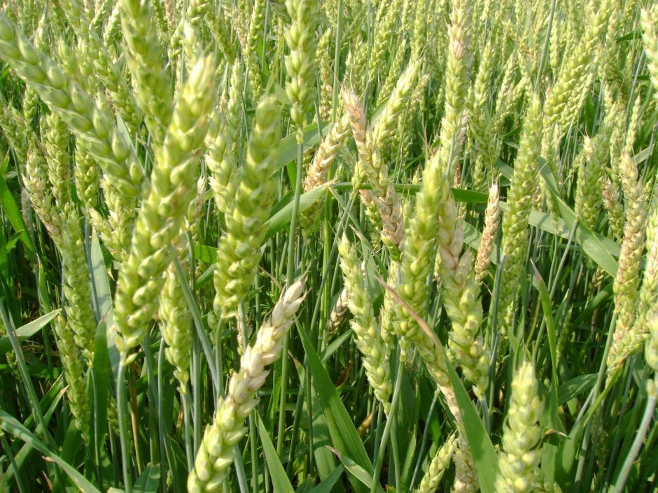 Фузариоз Колоса озимой пшеницы