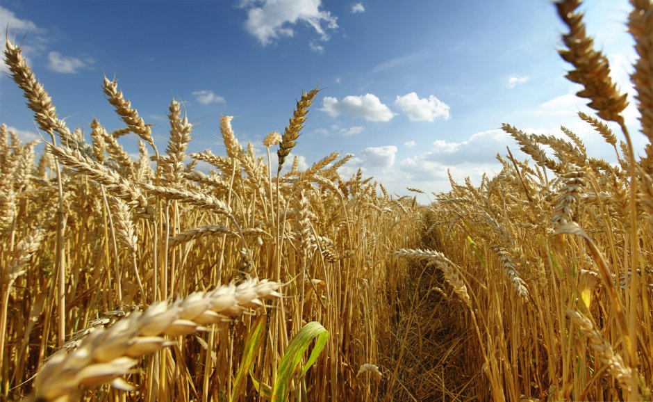 Озимая пшеница сорт Новоершовская