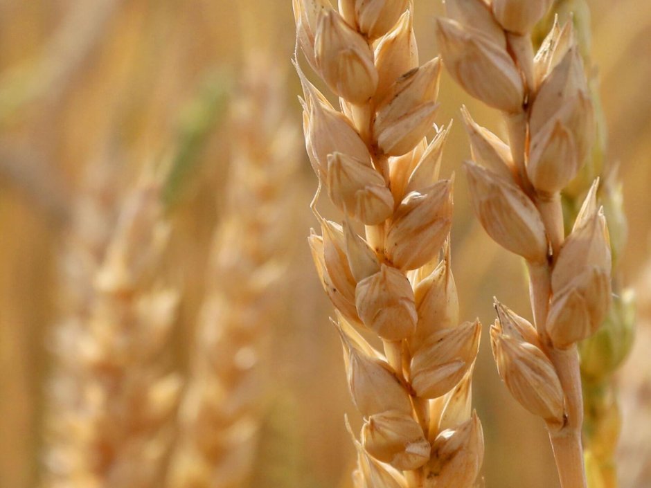 Колосья вызревшей пшеницы