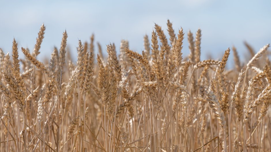 Озимая пшеница картинки поля