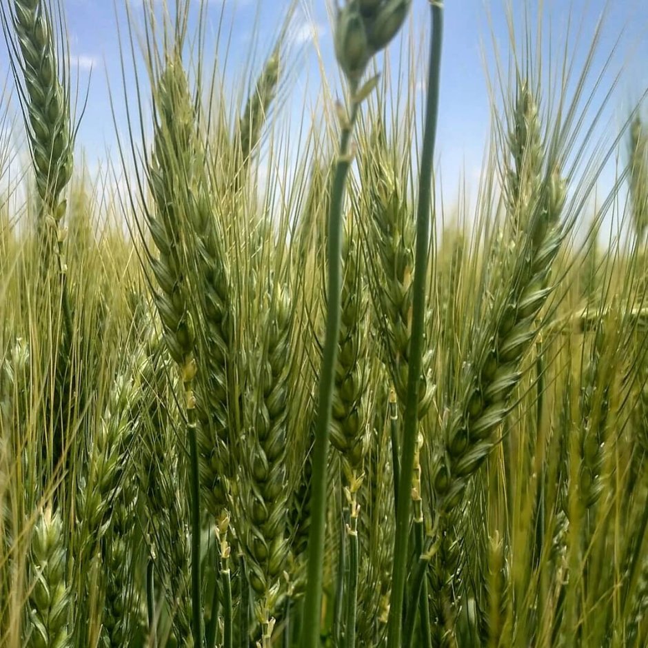 Молодая пшеница