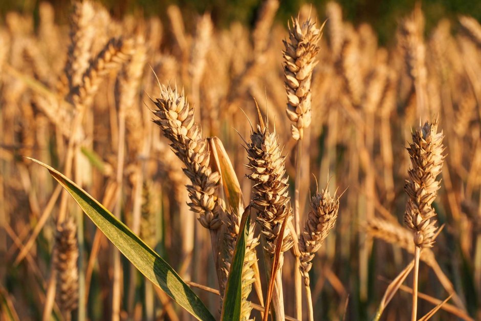 Озимая пшеница весной