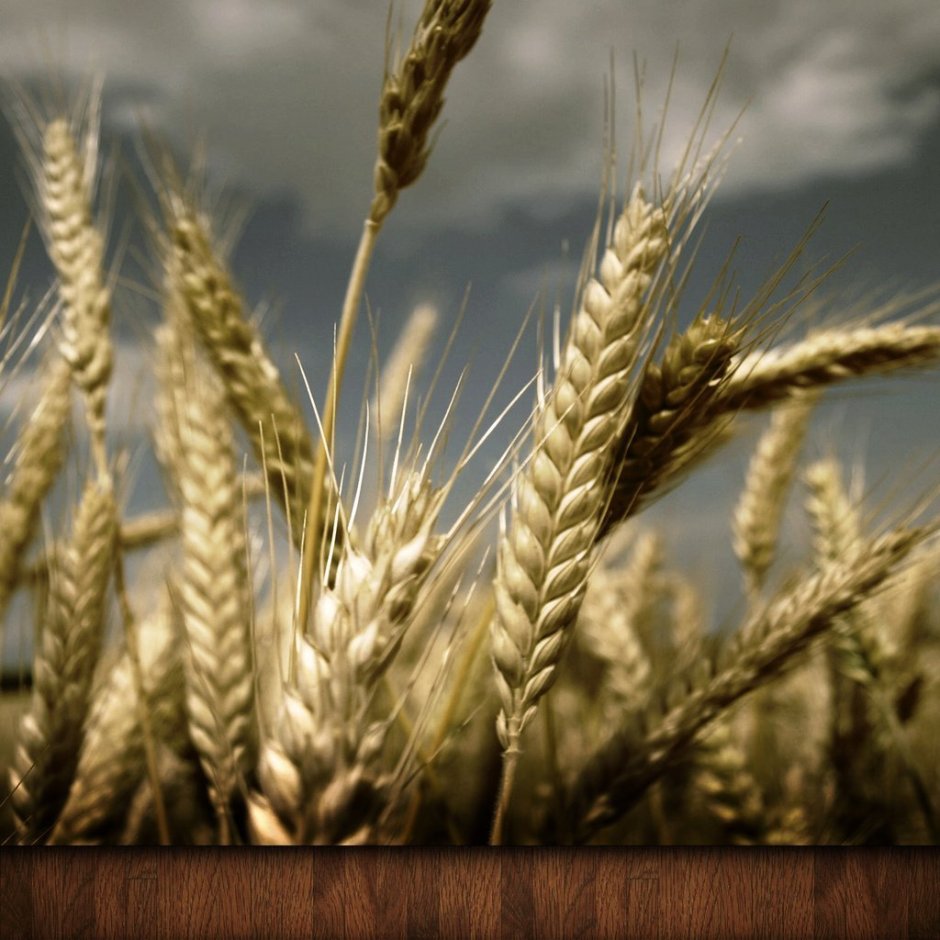 Колосок пшеницы