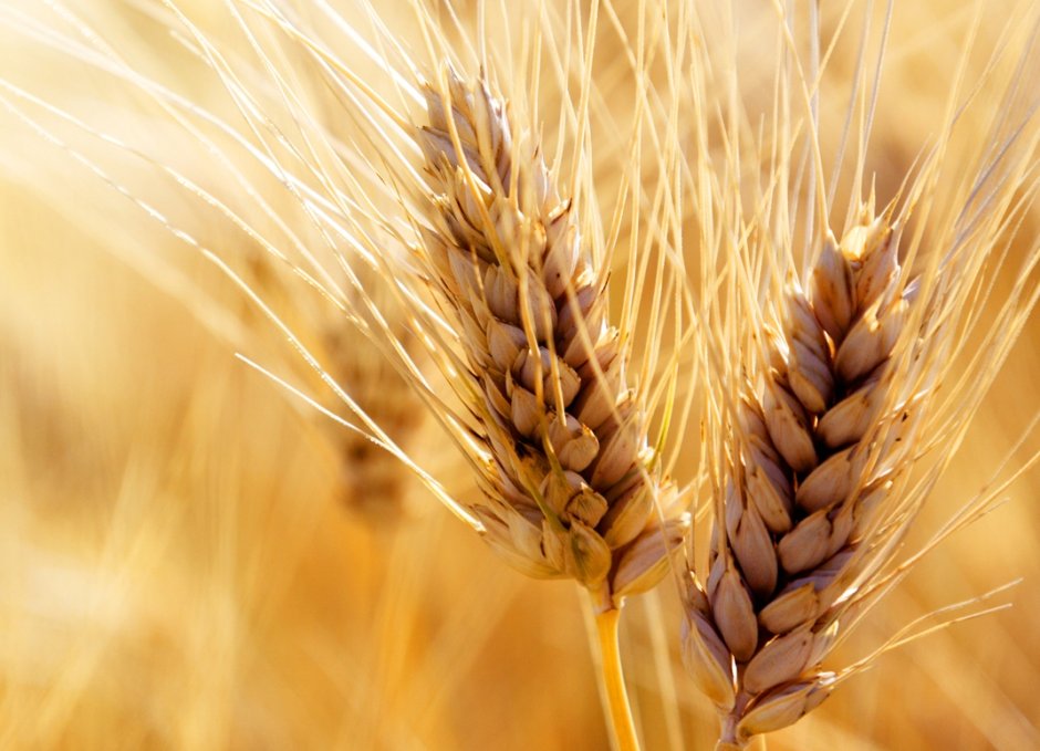 Протеины зародышей пшеницы