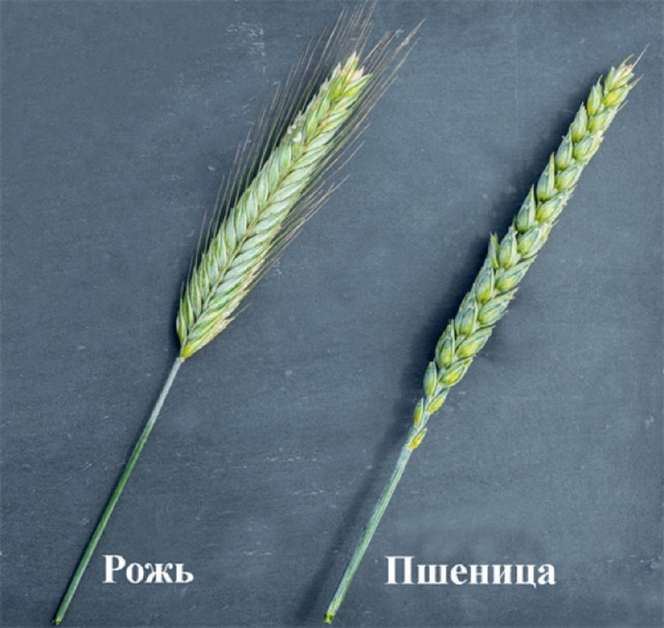 Колоски ржи и пшеницы отличие