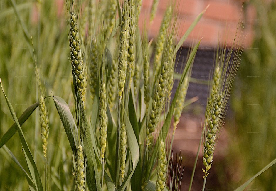 Пшеница (Triticum aestivum
