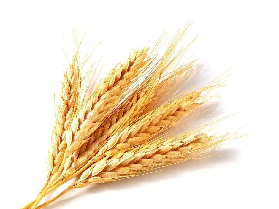 Пшеничка колосок рожь Колос