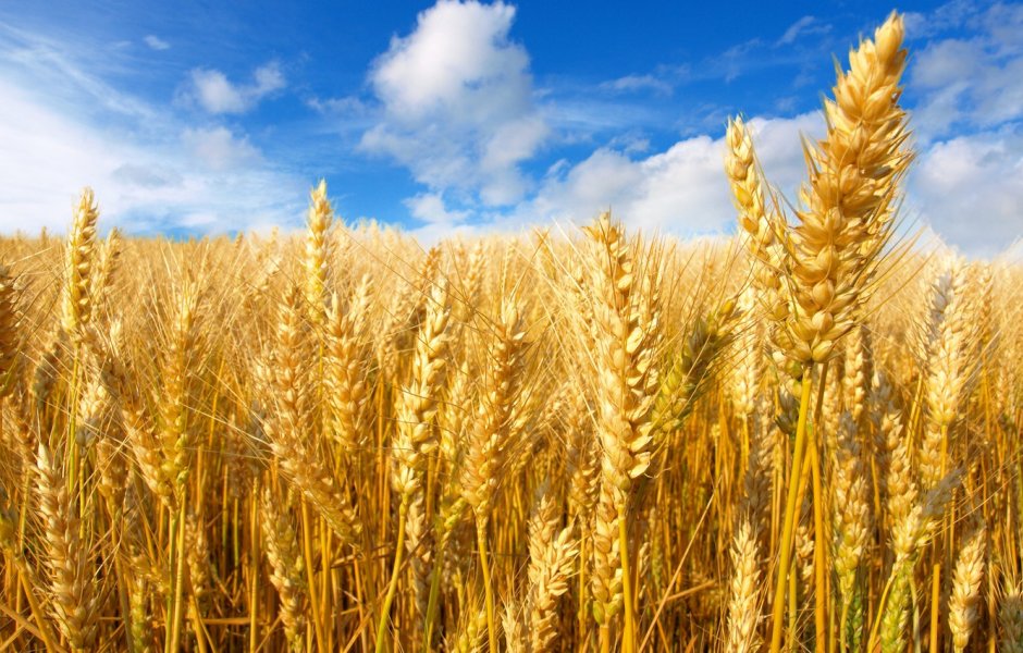 Поле с колосками пшеницы