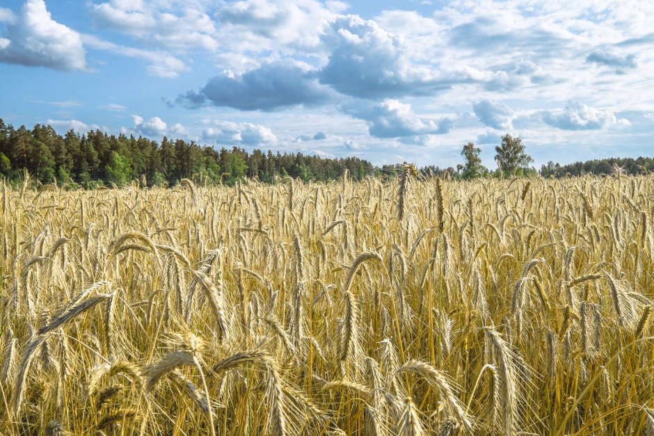 Рязань поля пшеницы