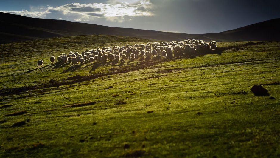Овцы пасутся