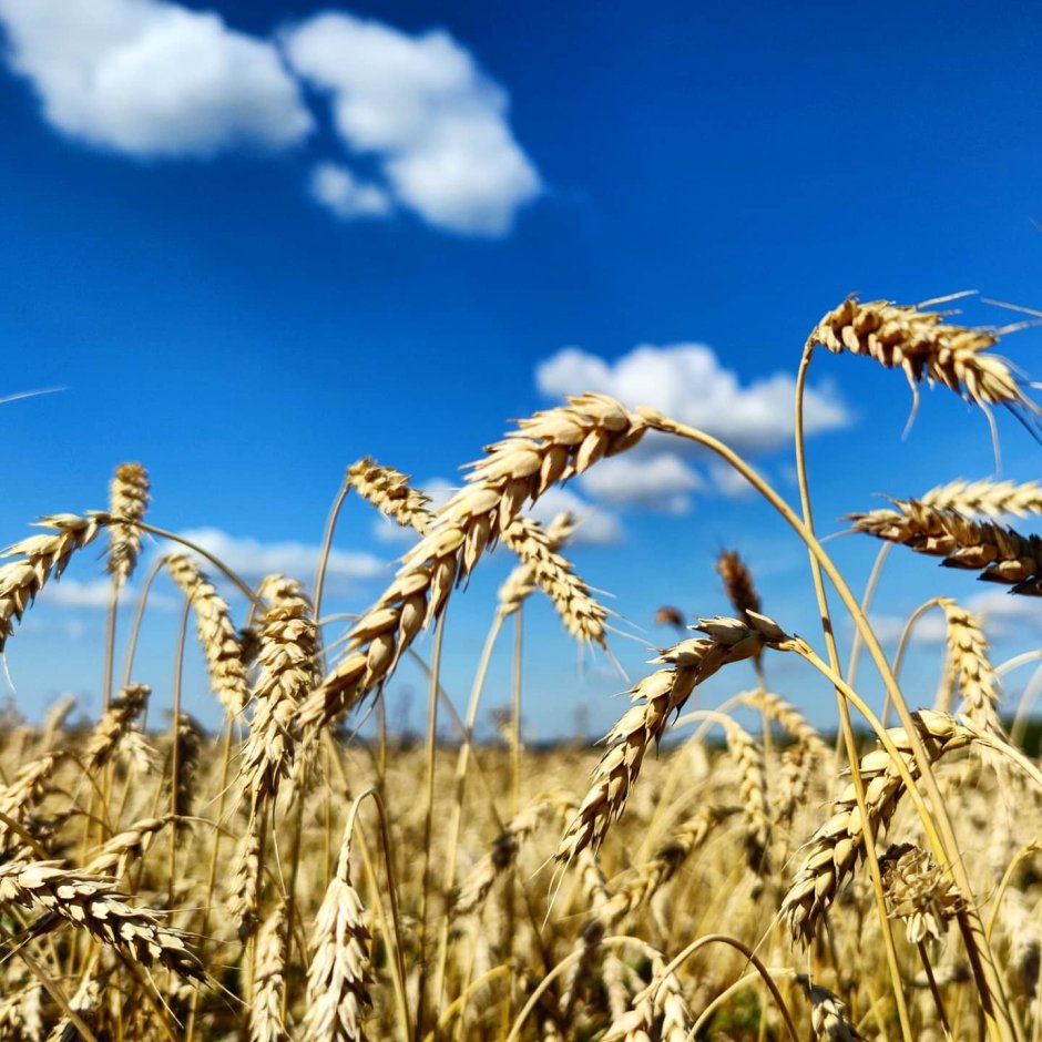 Зерновые поля Украины