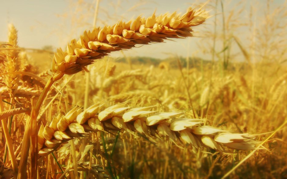 Остистая и Безостая пшеница