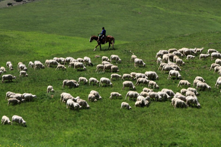 Чабан с отарой овец в горах
