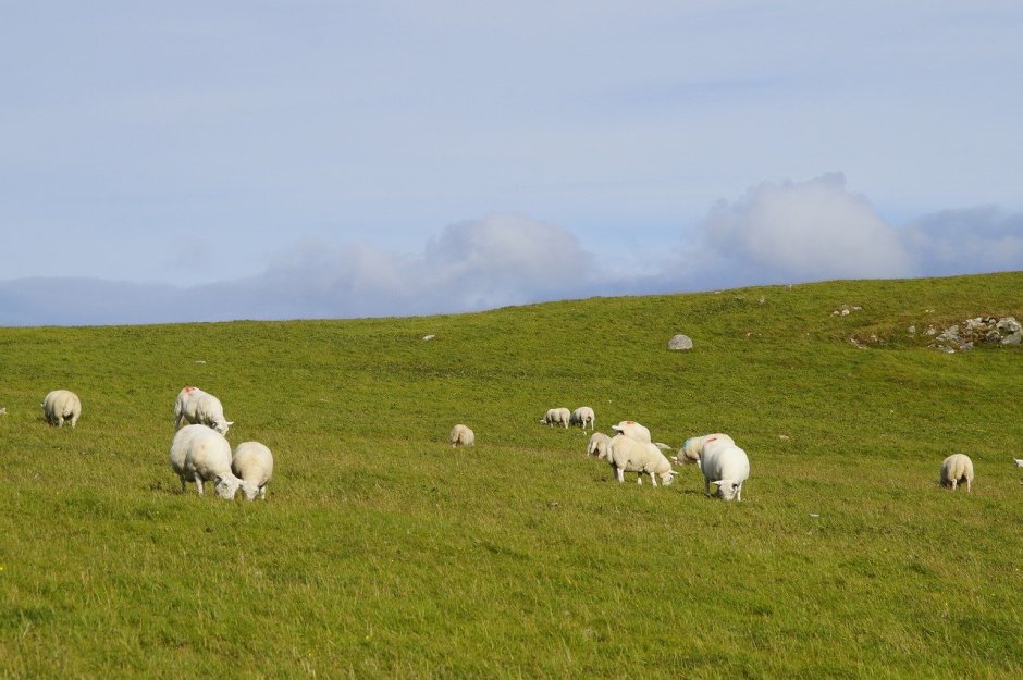 Степи Казахстана отары овец