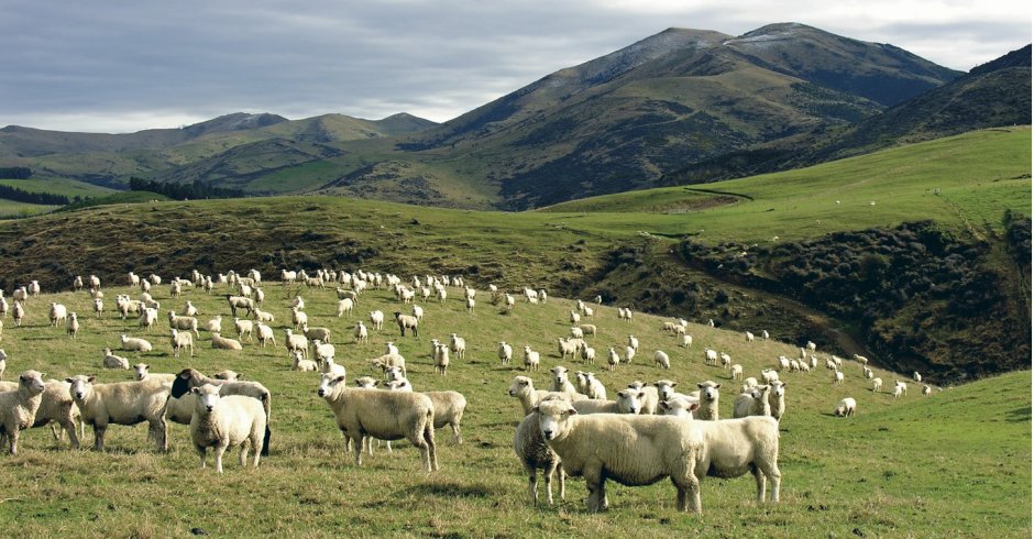 Новая Зеландия сельское хозяйство
