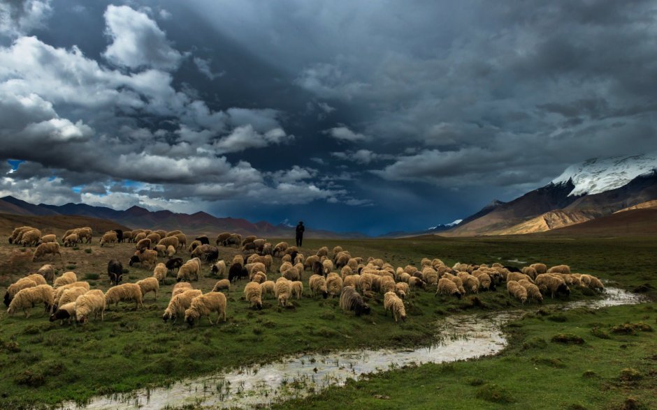 Степи Казахстана отары овец