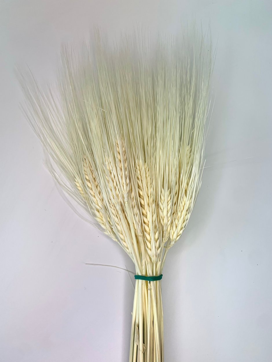 Пшеница cухоцвет