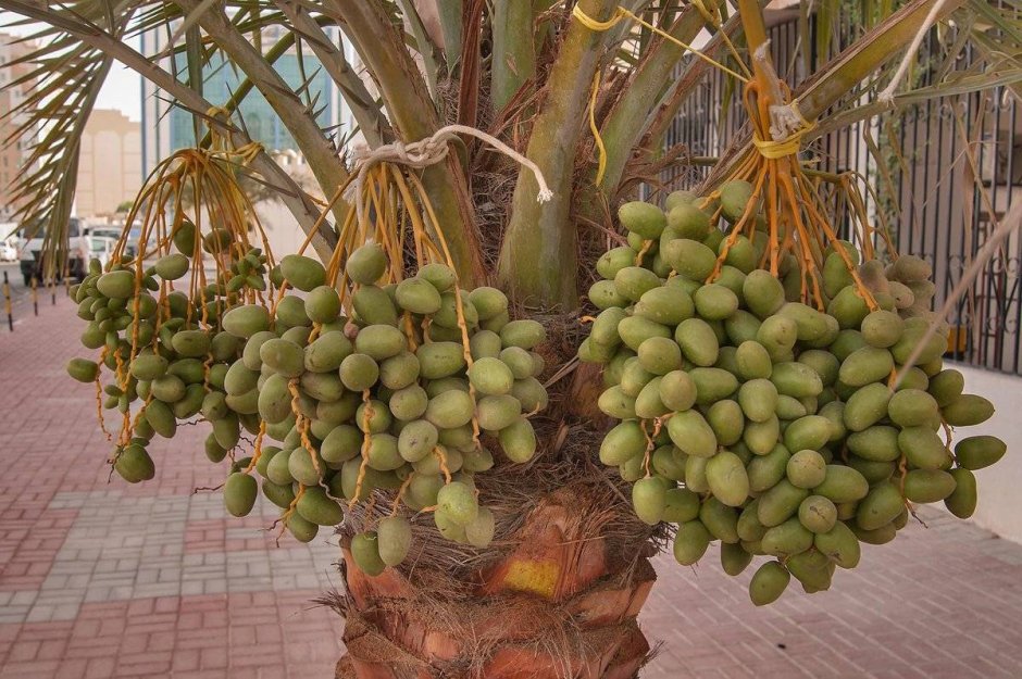 Рассада финиковой пальмы