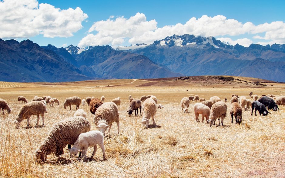Овцеводство в Монголии