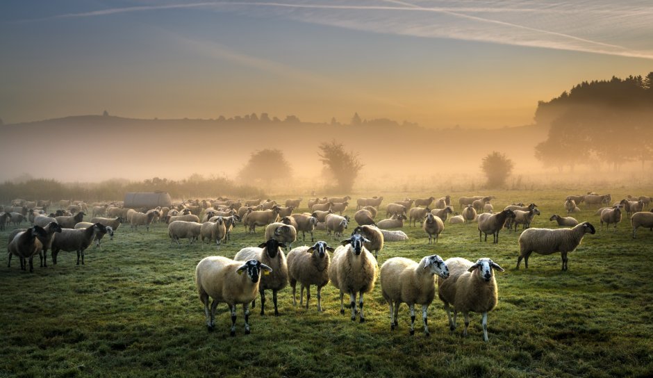 Поле с овцами