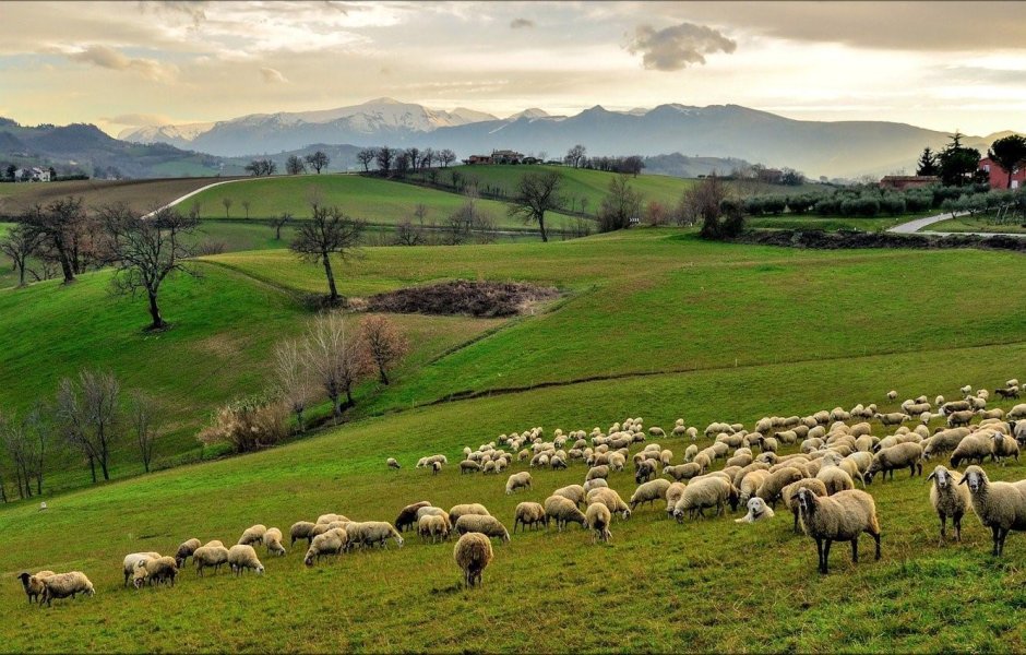 Сельское хозяйство Италии овцеводство
