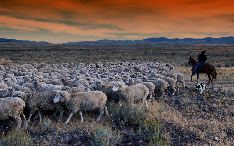 Овцеводство Аргентины