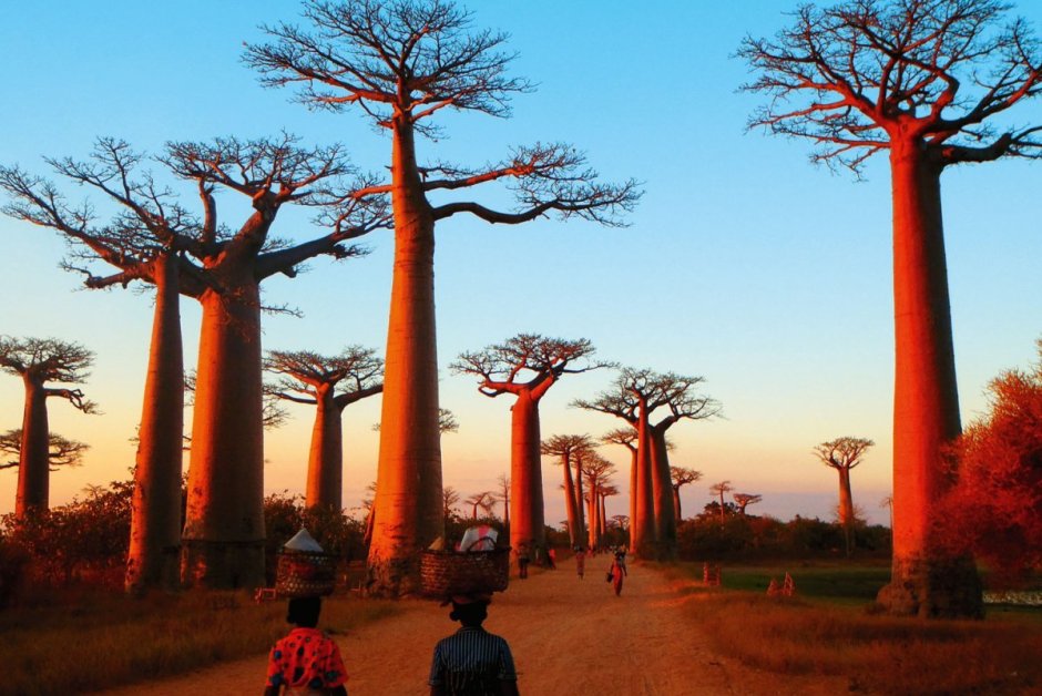 Мадагаскар дерево баобаб Мадагаскар