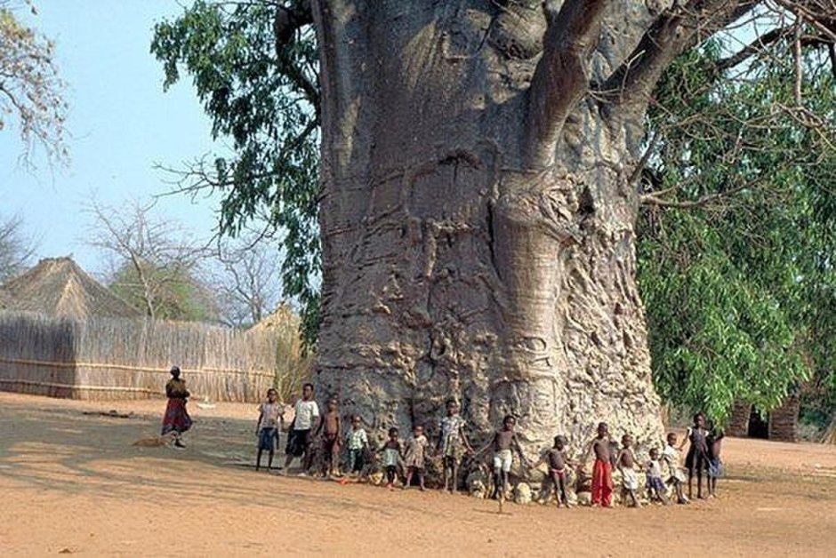 Африканское дерево баобаб