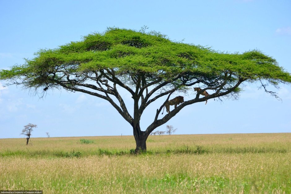 Африканская Акация дерево