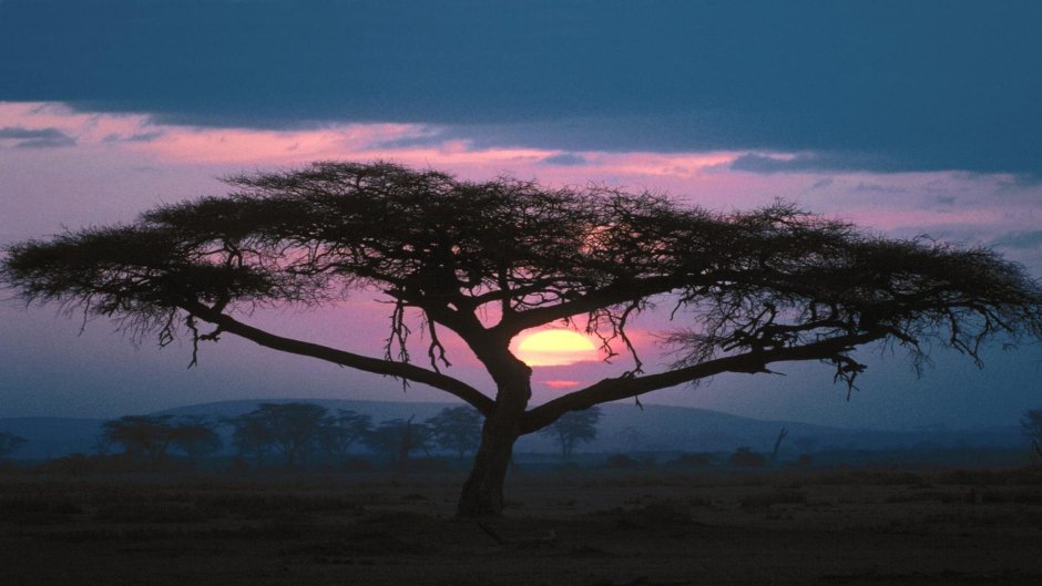 Африканские деревья