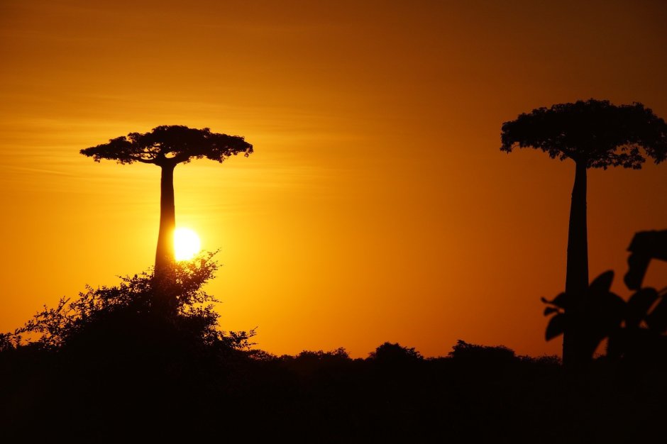 Африка Килиманджаро баобабы