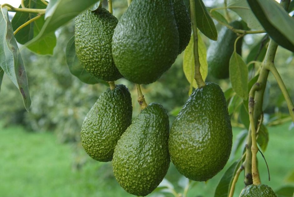Плод авокадо